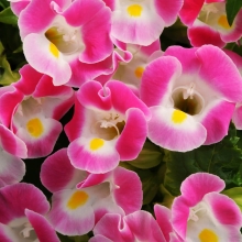 Торения Хай лайт Пинк