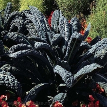 Капуста Ночи Тосканы кале (листовая)