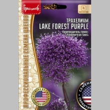 Трахелиум Lake Forest Purple (большой пакет)