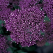 Трахелиум Lake Forest Purple (большой пакет)