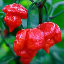 Перец Тринидад Моруга Скорпион Красный