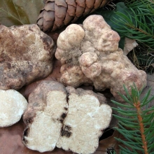 Грибы - Трюфель Белый (мицелий) 30мл (большой пакет)