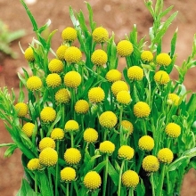 Цефалофора Ананасовая земляника (ароматная)