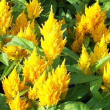 Целозия Кимоно Еллоу