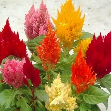 Целозия Пампас Плюм, смесь