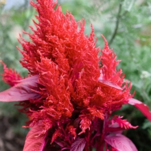 Целозия Аррабона Ред бронзоволистная (перистая)