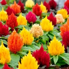 Целозия Перистая смесь