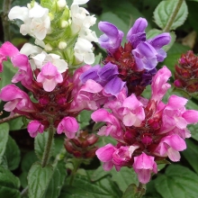 Черноголовка Пагода крупноцветковая