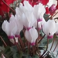 Цикламен Анели персидский