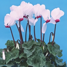 Цикламен Арлекин персидский