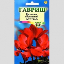Цикламен Ассоль персидский