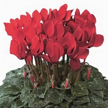 Цикламен Ассоль персидский