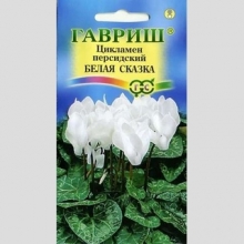 Цикламен Белая сказка персидский