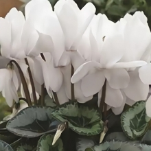 Цикламен Белая сказка персидский