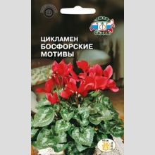 Цикламен Босфорские мотивы