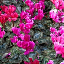 Цикламен Браво персидский смесь окрасок