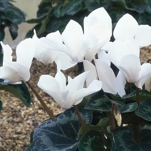 Цикламен Чарли персидский