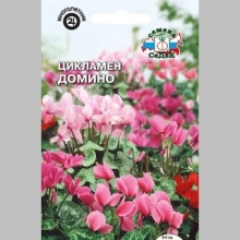 Цикламен Домино