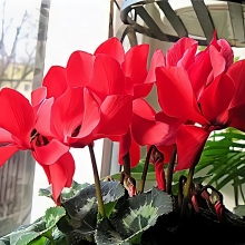 Цикламен Габи персидский