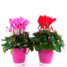 Цикламен Комнатные кораллы смесь