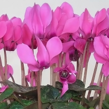 Цикламен Марк персидский