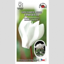 Цикламен мини Бригитта
