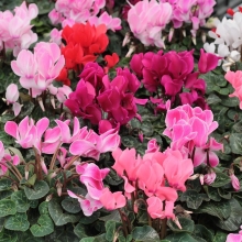 Цикламен Домино