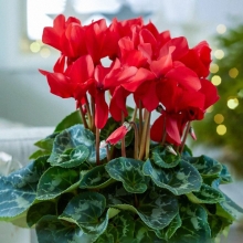 Цикламен Босфорские мотивы