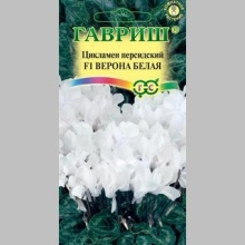 Цикламен Верона белая F1