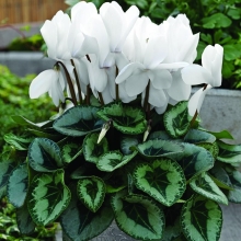 Цикламен Верона белая F1