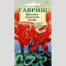 Цикламен Юля персидский