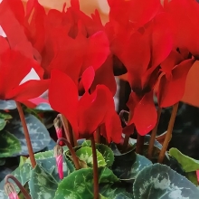 Цикламен Юля персидский