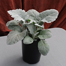 Цинерария Нью Лук (приморская)