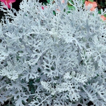 Цинерария Кэндикенс