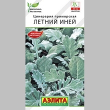 Цинерария Летний Иней