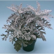 Цинерария Летний Иней