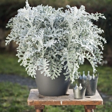 Цинерария Океаника