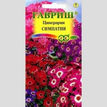 Цинерария Симпатия цветущая