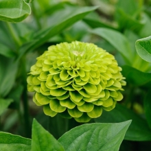 Цинния Королева Лайм