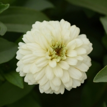 Цинния Дабл Захара белая