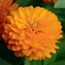 Цинния Дабл Захара ярко-оранжевая