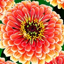 Цинния Эльдорадо