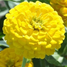 Цинния Исполин желтый