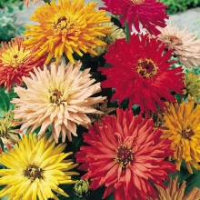 Цинния Кактусовидная смесь