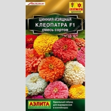 Цинния Клеопатра F1, смесь сортов