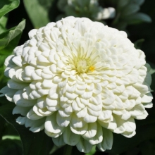 Цинния Крупноцветковая Белая