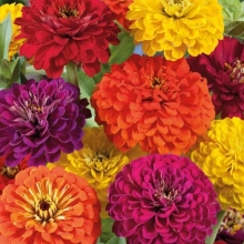 Цинния Крупноцветковая, смесь сортов
