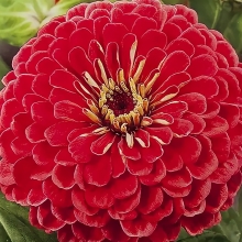 Цинния Крупноцветковая красная