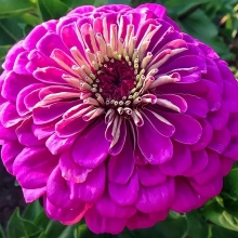 Цинния Крупноцветковая пурпурная
