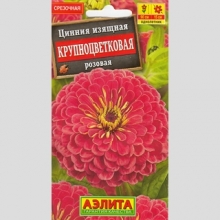 Цинния Крупноцветковая розовая